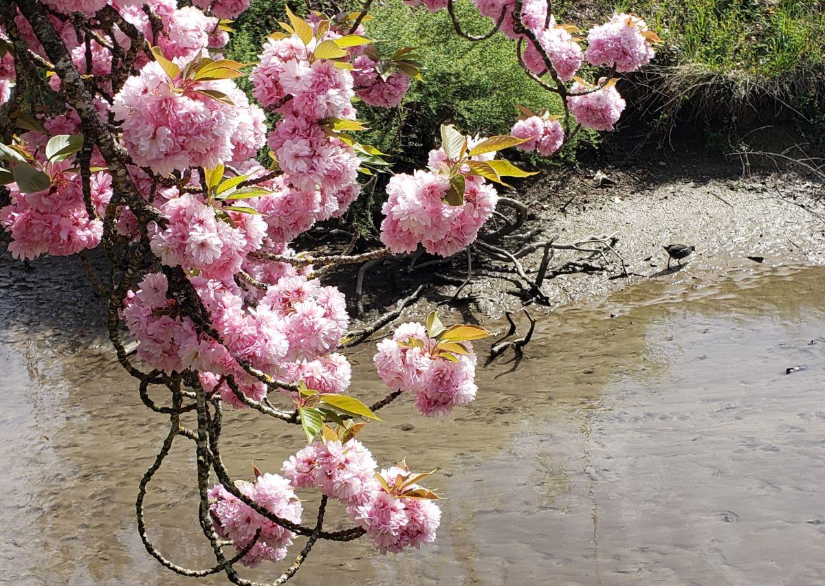 MAI 2023 " Le mai le joli mai a paré les ruines de lierre, de vigne vierge et de rosiers" Apollinaire