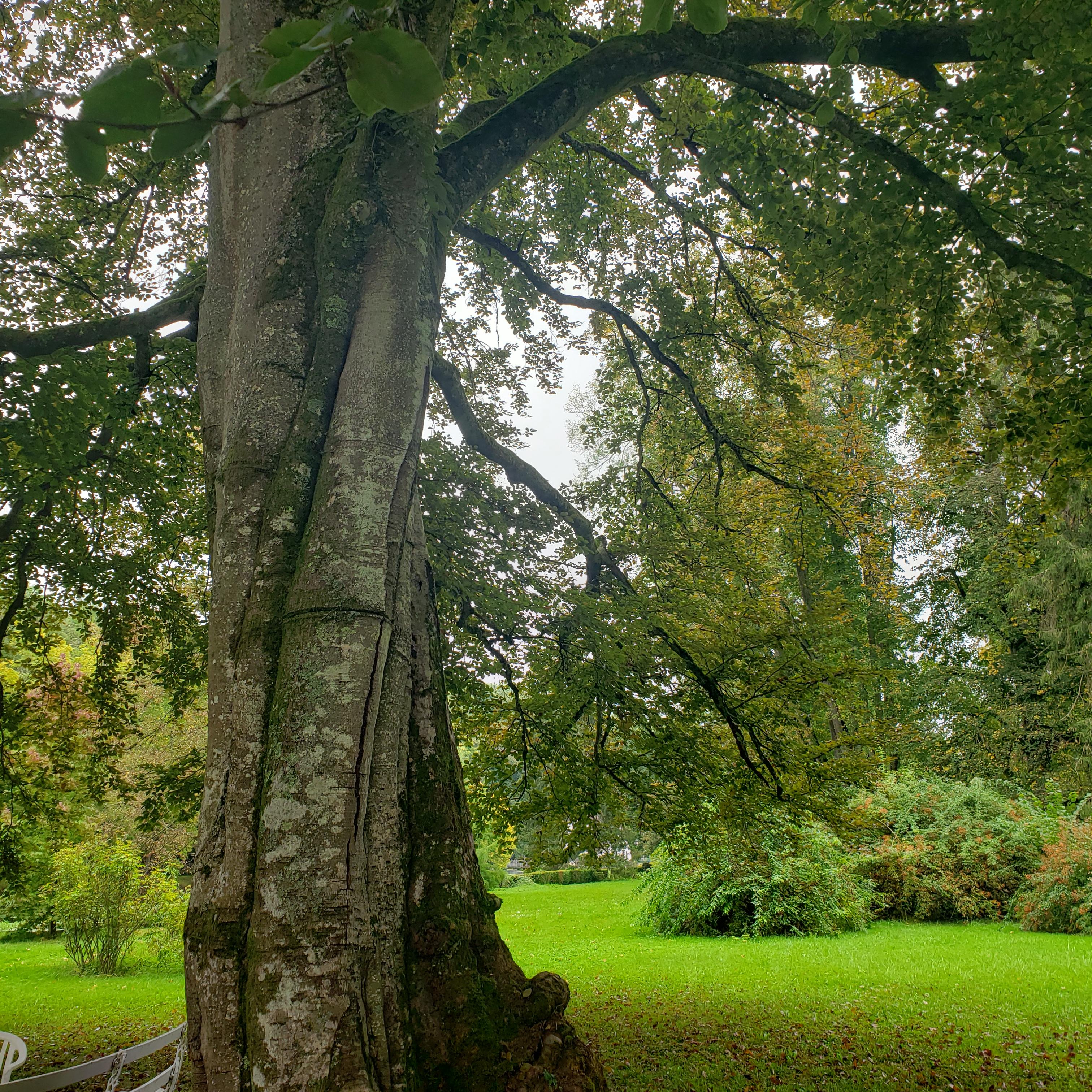 MARS 2026 "Le plus grand arbre est né d'une graine menue" Lao Tseu