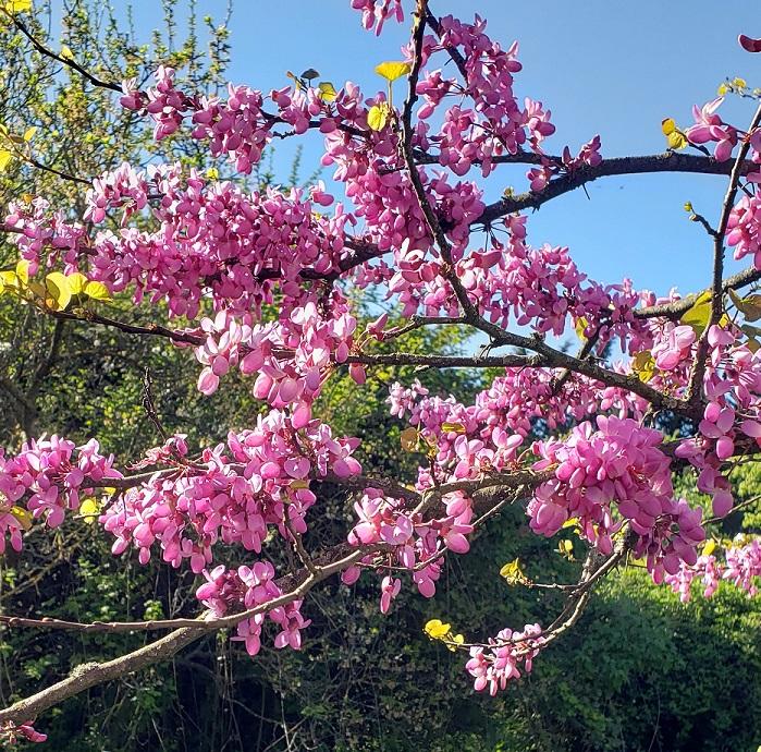 AVRIL 2026 "Quand une fleur s'épanouit, le monde entier se révèle" Zenrin Kushu
