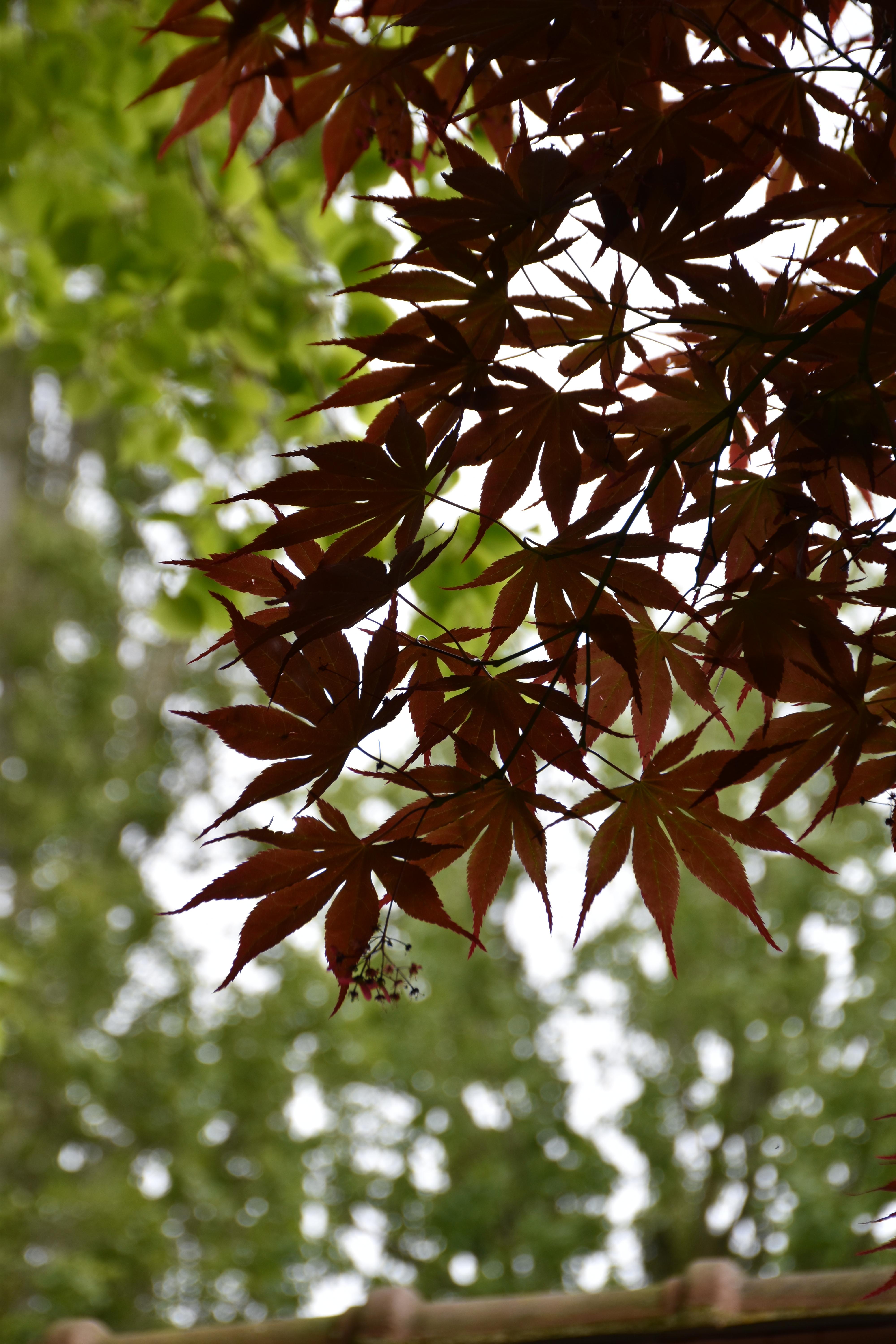 OCTOBRE 2024 "L'automne n'est pas un déclin mais un commencement" Colette